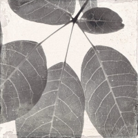 BOTANIC winter | decor | 25x25 | 01S | R10 